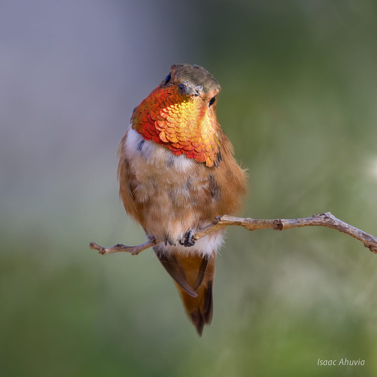 A hummingbird with an orange-red throat perched on a twig, facing the camera