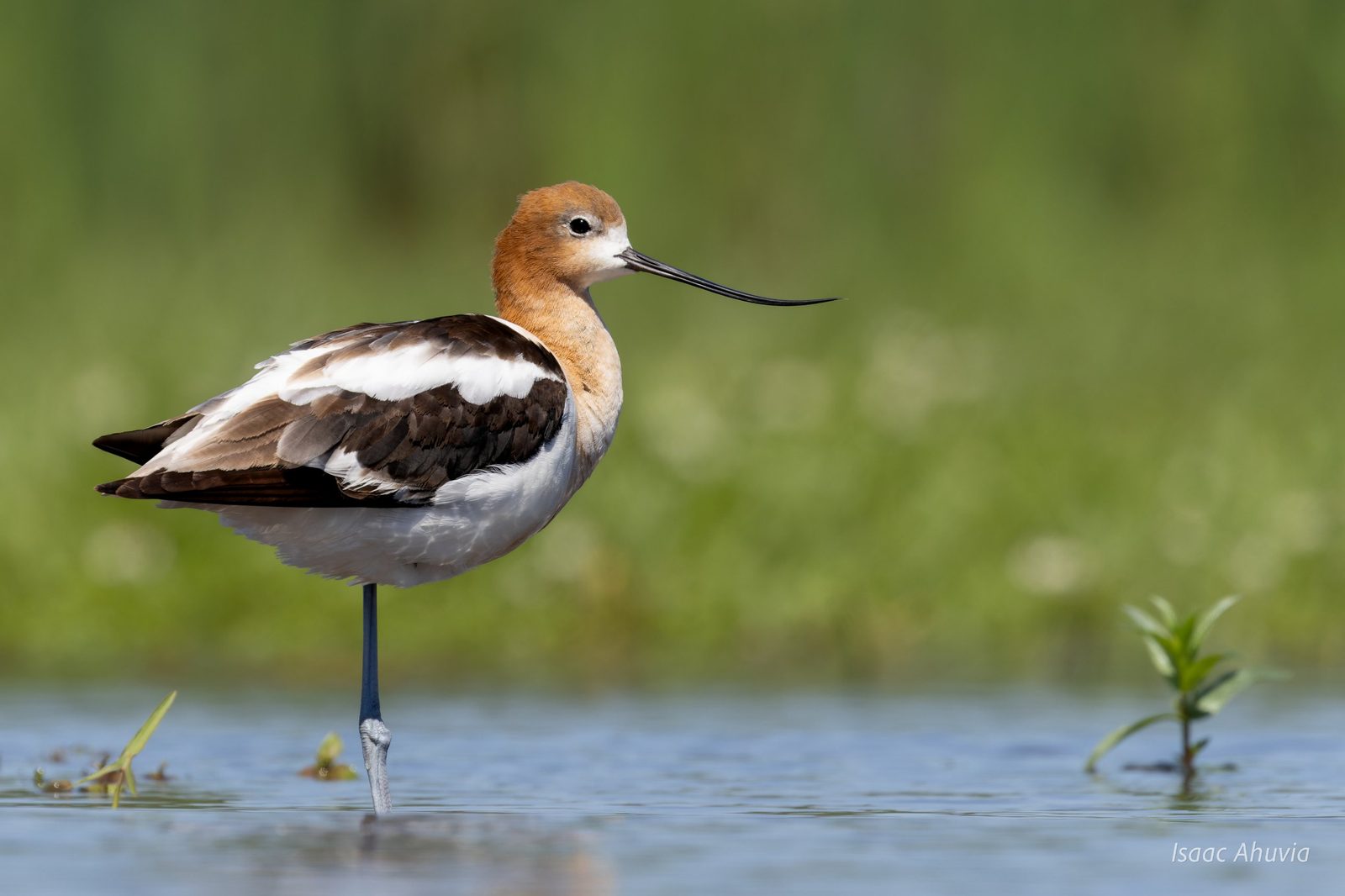 An American avocet standing on one leg in shallow water