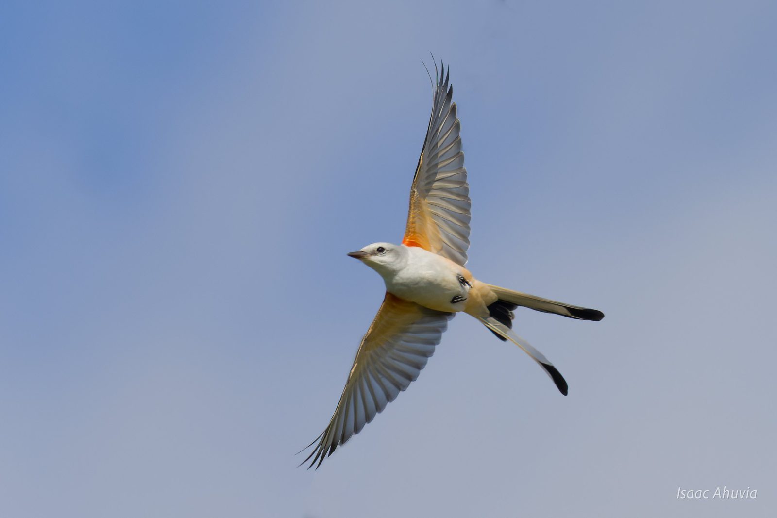 A scissor-tailed flycatcher in flight against a blue sky, wings and tail spread