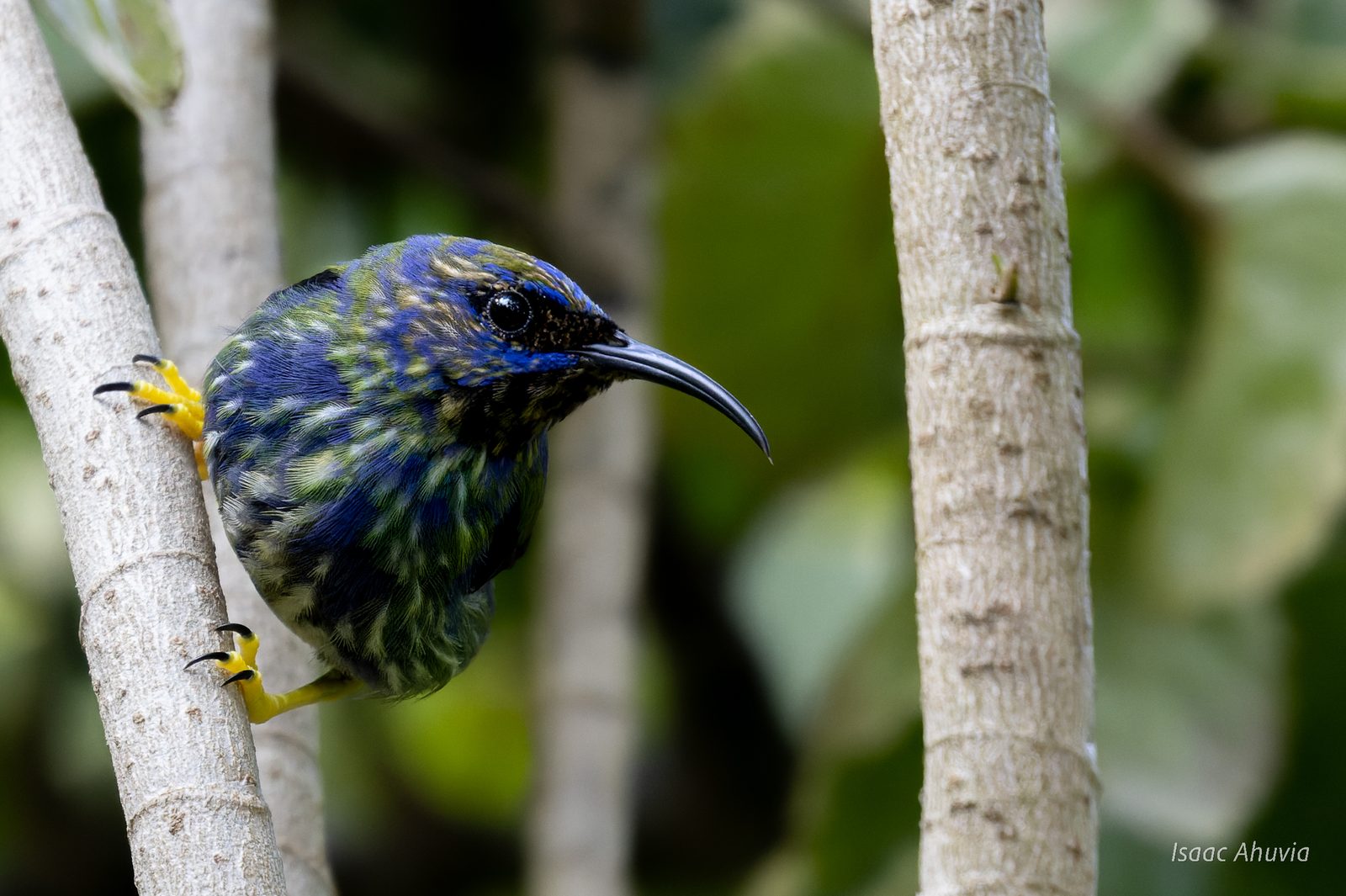 A blue and green honeycreeper with a long curved bill and yellow feet clinging to a branch