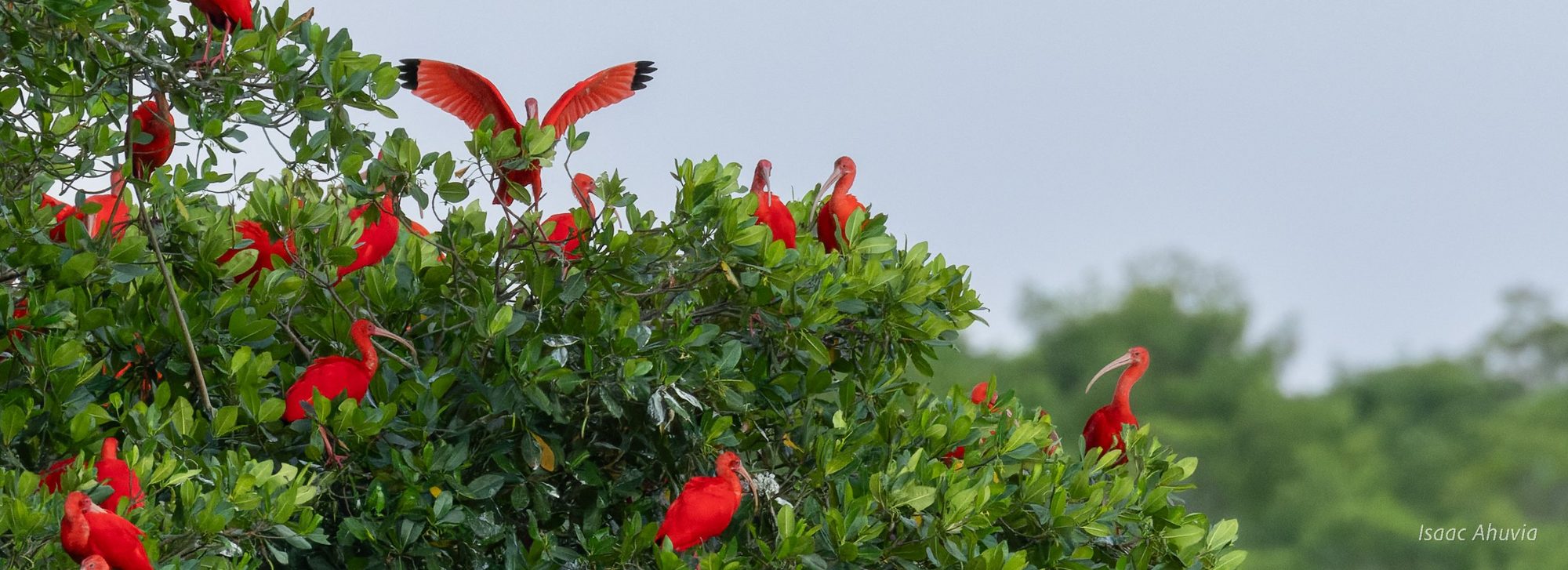 A dozen scarlet ibises roosting in a mangrove tree, one with its wings spread