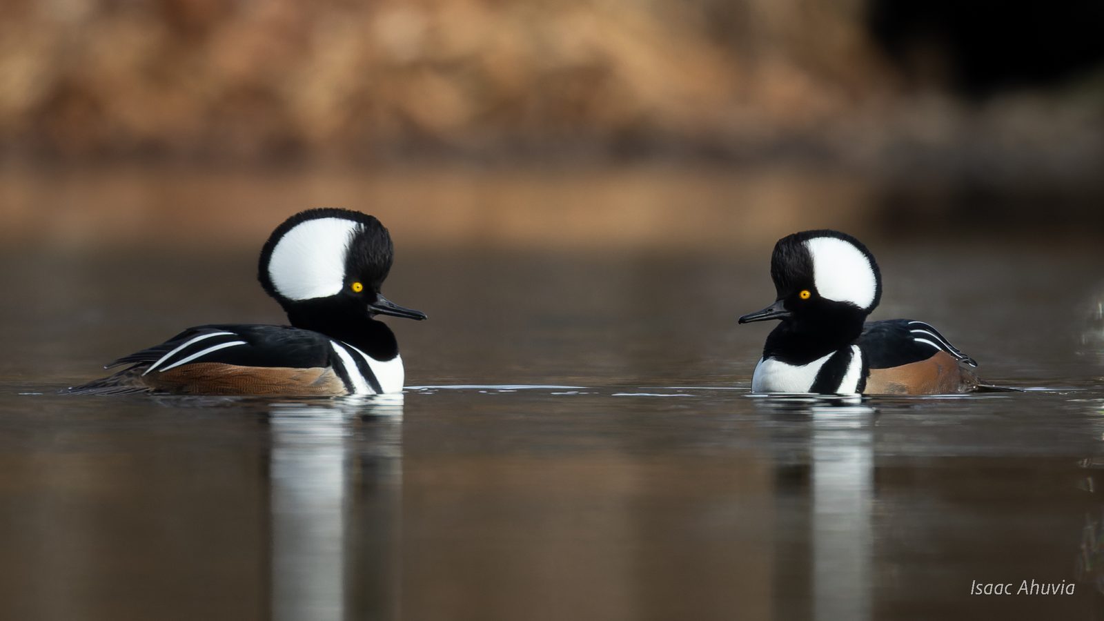 Two male hooded mergansers facing each other on still water with their crests raised