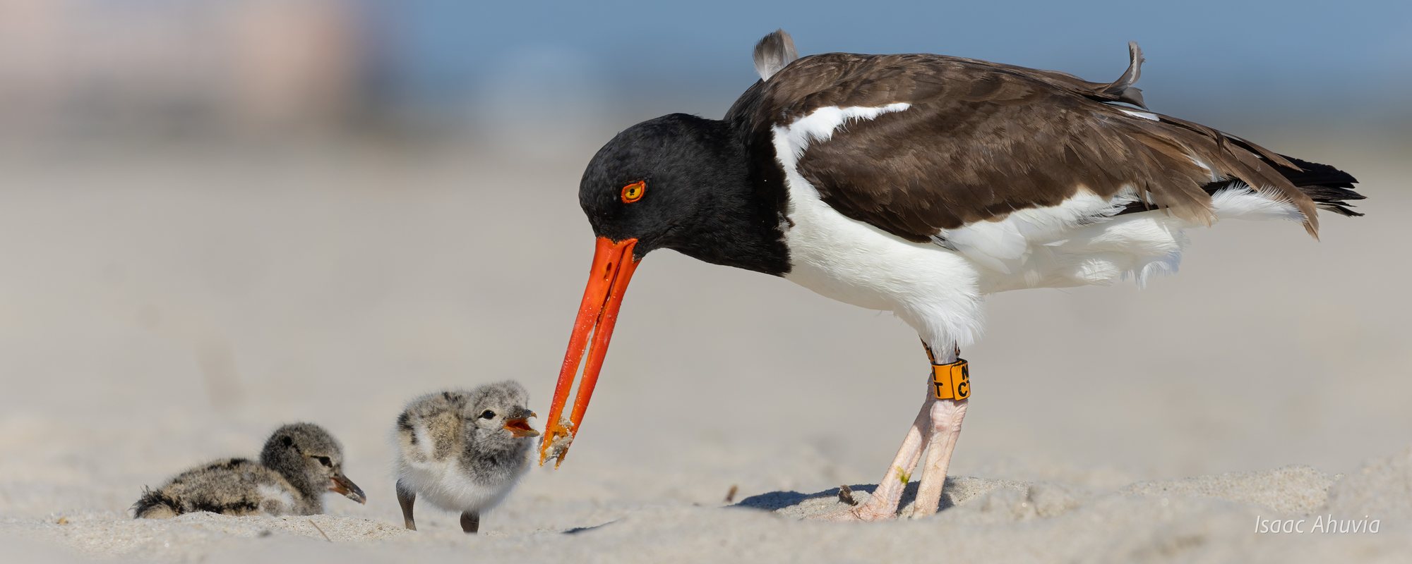 An American oystercatcher on a beach feeding one of its two chicks