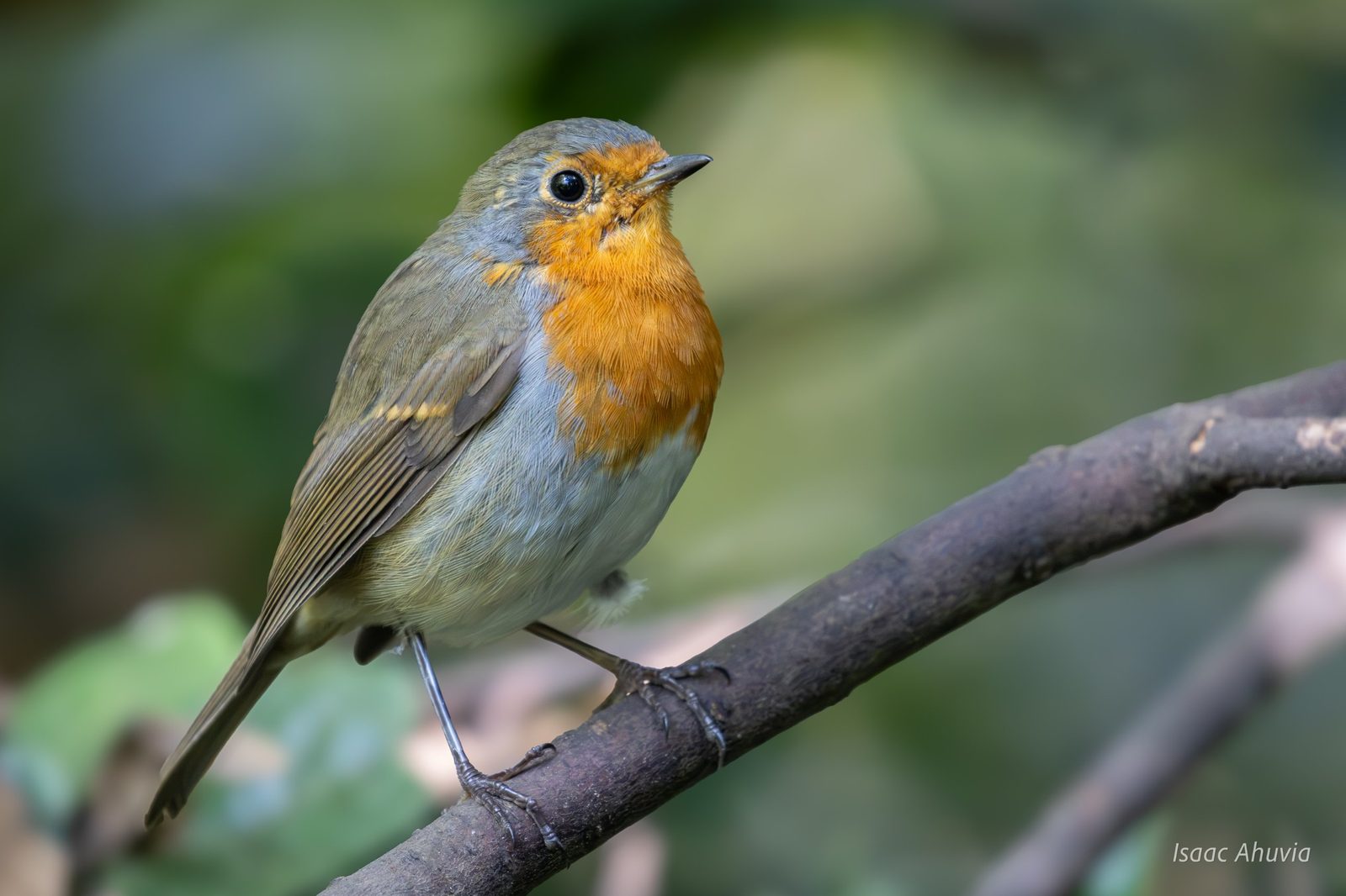 A European robin with an orange breast perched on a branch