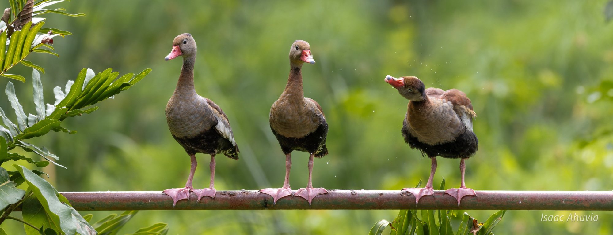 Three black-bellied whistling ducks standing in a row on a pipe, one shaking its head