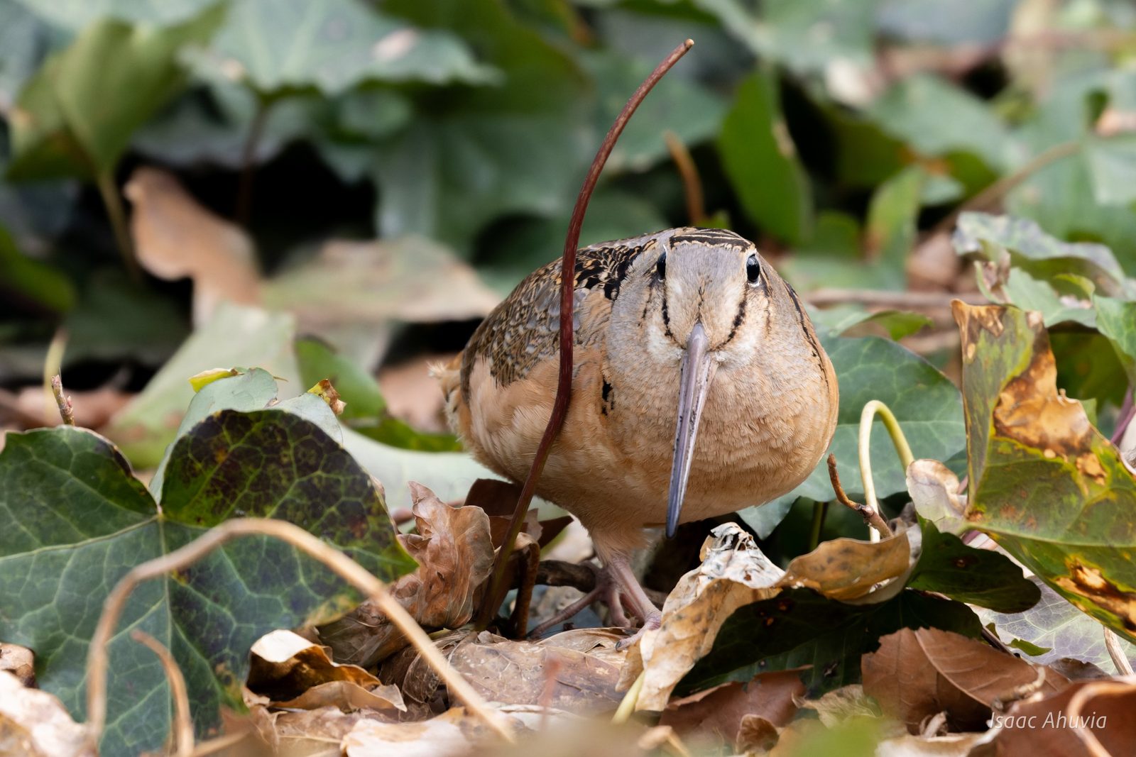 An American woodcock facing the camera among ivy and fallen leaves